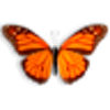 Butterfly On Desktop - Boxshot